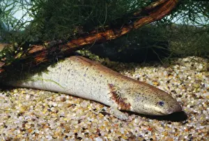 Salamanders Prints: Lesser Siren Salamander Southeastern USA