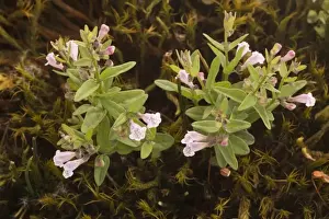 Lesser skullcap (Scutellaria minor) in flower, New Forest
