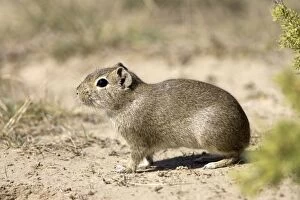 Lesser / Southern Mountain CAVY