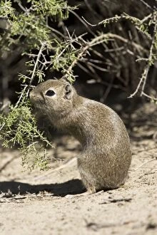 Images Dated 24th March 2006: Lesser / Southern Mountain CAVY (local name: Cuis). Photographed in Patagonia, Argentina