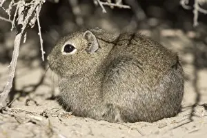 Lesser / Southern Mountain CAVY (local name: Cuis) Photographed in Patagonia, Argentina