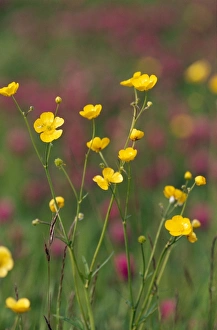 Images Dated 3rd April 2007: Lesser Spearwort
