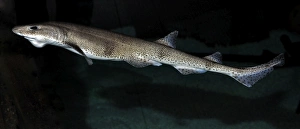 <b class=qtipBold><figcaption>Lesser Spotted Dogfish</figcaption></b><br>PM-10780 Lesser Spotted Dogfish coastal waters Britain and Mediterranean Scyliorhinus canicula sharks Pat Morris Please note that prints are for personal display purposes only and may not be reproduced in anyway.<br><em>© Pat Morris/ ardea.com</em> Lesser Spotted Dogfish