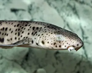 Thin Prints: Lesser Spotted Dogfish, coastal waters Britain and Mediterranean