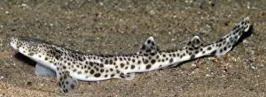 Lesser Spotted Dogfish, coastal waters Britain and Mediterranean