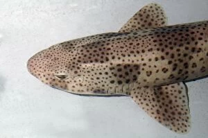 Images Dated 2nd December 2007: Lesser Spotted Dogfish European seas