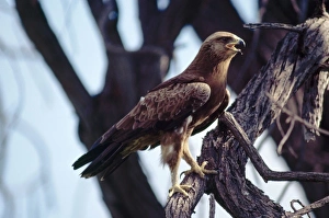Images Dated 8th July 2005: Lesser Spotted Eagle