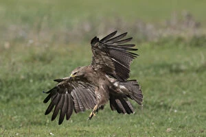 Lesser Spotted Eagle - adult eagle in flight - Germany