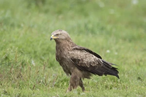 Lesser Spotted Eagle, - adult eagle - Germany