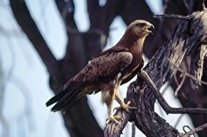 Lesser Spotted EAGLE - in tree