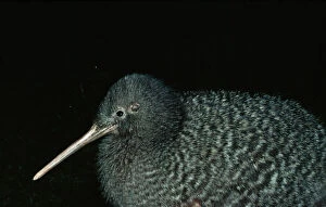 New Zealand Gallery: Lesser Spotted KIWI