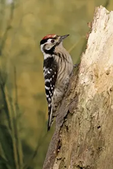 Lesser Spotted Woodpecker AP 886 &copy; Dennis Avon / ARDEA LONDON