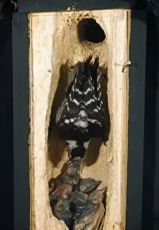 Cross Section Prints: Lesser-spotted Woodpecker - cross section of tree into nest with adult feeding young