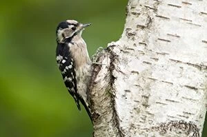Images Dated 13th August 2011: Lesser Spotted Woodpecker - female