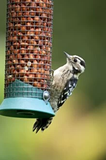 Images Dated 13th August 2011: Lesser Spotted Woodpecker - female on feeder