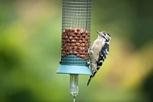Minor Gallery: Lesser Spotted Woodpecker - female on feeder