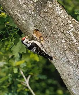 Nest Building Prints: Lesser Spotted Woodpecker - male at nest in Oak tree. Sussex UK