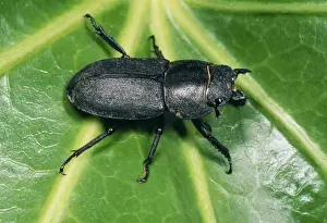 Lesser Stag Beetle UK