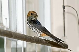 Abyssinica Gallery: Lesser Striped Swallow - with beak full of mud