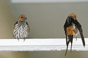 Abyssinica Gallery: Lesser Striped Swallow - pair perched on window frame