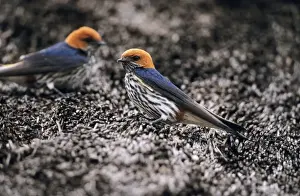 Lesser Stripped Swallow - perched on thatched roof South Africa