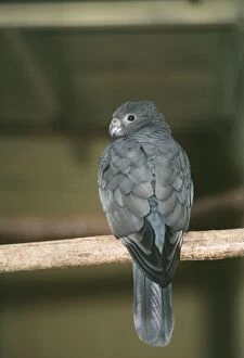 Images Dated 5th July 2010: Lesser Vasa / Black Parrot - on perch