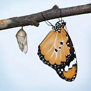 Lesser Wanderer / African Monarch / Golden Daniid / Plain Tiger Butterfly. emerging from chrysalis. Sequence 5 of 5