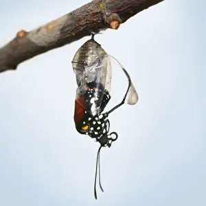 Lesser Wanderer / African Monarch / Golden Daniid / Plain Tiger Butterfly. emerging from chrysalis. Sequence 2 of 5