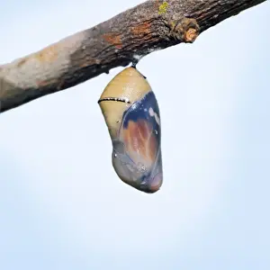 Lesser Wanderer / African Monarch / Golden Daniid / Plain Tiger Butterfly. emerging from chrysalis. Sequence 1 of 5