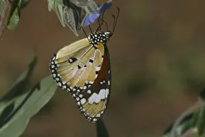 Monarch Prints: Lesser Wanderer Butterfly Northern South Australia