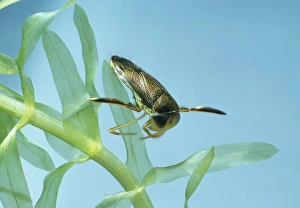 Boatmen Collection: Lesser Water-Boatman