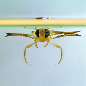 Boatmen Collection: Lesser Water Boatman Family: Corixidae