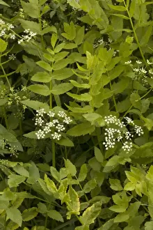 Water Plant Prints: Lesser water parsnip (Berula erecta), in River Stour, Dorset