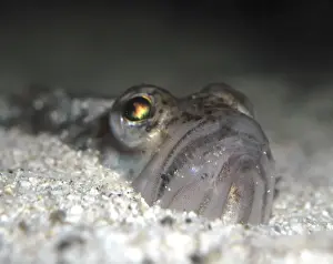 Lesser Weever Fish, coastal NW Europe & Med