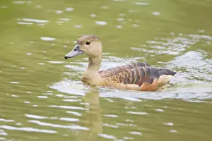 Singapore Prints: Lesser Whistling Duck - Chinese Garden - Singapore