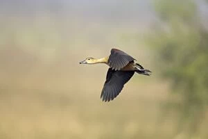 Images Dated 18th June 2009: Lesser Whistling Duck - in flight
