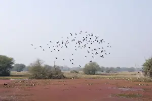 Lesser Whistling Duck - in flight above marsh - Keoladeo Ghana National Park - Bharatpur - Rajasthan - India BI017855