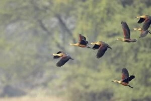 Images Dated 18th June 2009: Lesser Whistling Duck - flock landing