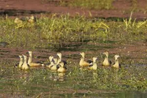 Images Dated 18th June 2009: Lesser Whistling Duck - in water on marshland