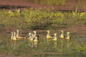 Lesser Whistling Duck - in water on marshland - Keoladeo Ghana National Park - Bharatpur - Rajasthan - India BI017853