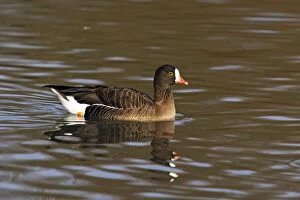 Lesser White-Fronted Goose
