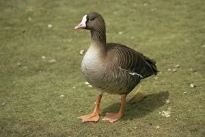 Images Dated 19th October 2010: Lesser White-fronted Goose