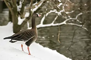 Lesser White-fronted Goose - Captive. Dombes - Ain - France
