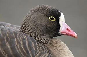 Lesser White-fronted Goose - close-up of head