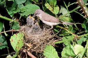 Beak Open Collection: Lesser Whitehroat - female at nest feeding young