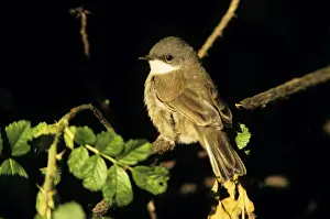 Whitethroat Prints: Lesser Whitethroat - Juvenile