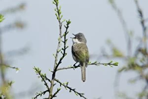 Images Dated 3rd May 2012: Lesser Whitethroat - perched on Sloe Thorn bush singing