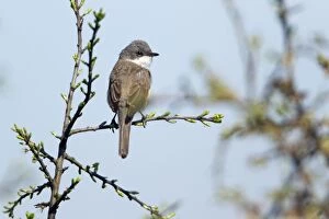 Images Dated 3rd May 2012: Lesser Whitethroat - perched on Sloe Thorn bush