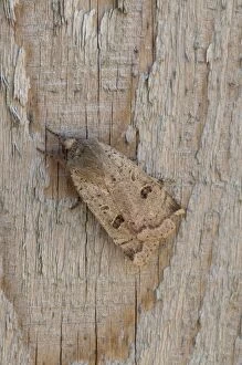 Lesser Yellow Underwing - resting on fence panel