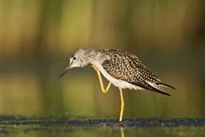 Images Dated 12th August 2007: Lesser Yellowlegs - in August at Jamaica Bay NWR - NY - USA